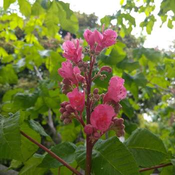 マロニエの花の投稿画像一覧 Greensnap グリーンスナップ