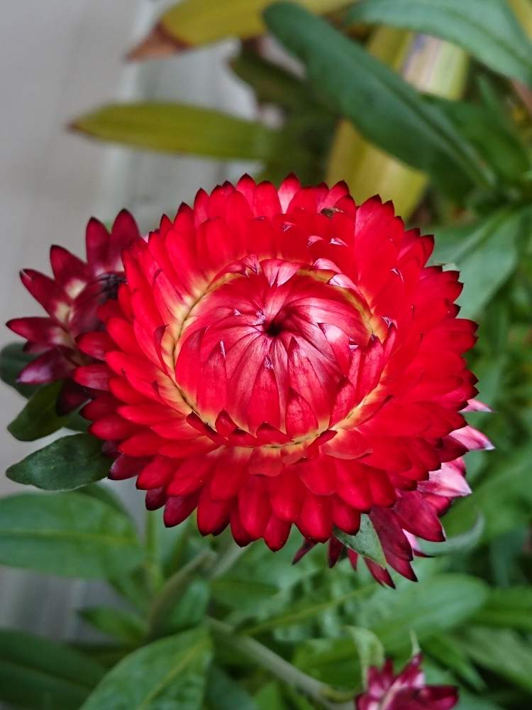 ヘリクリサムの投稿画像 By チェリーさん 帝王貝細工 ムギワラギク と花が咲いたと種からときれいなお花と花のある暮らしと色あざやかとかわいい 月4月27日 Greensnap グリーンスナップ