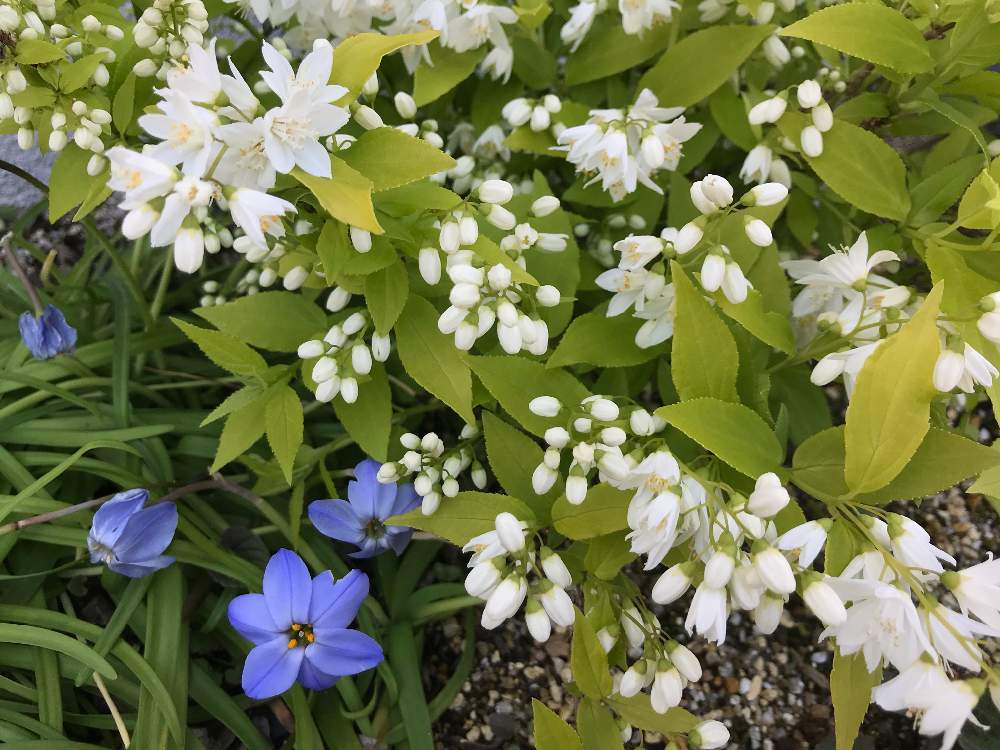 ハナニラの投稿画像 By みすてぃさん 白い花と花のある暮らしとハナニラ と青い花マニアとヒメウツギと小さな庭と姫空木 ヒメウツギ と ライムシャンデリアと白い花と花のある暮らしとハナニラ と青い花マニアと姫空木 ヒメウツギ とライムシャンデリア 月4月 ハナニラの投稿画像 By みすてぃさん 白い花と花のある暮らしとハナニラ と青い花マニアとヒメウツギと小さな庭と姫空木 ヒメウツギ と ライムシャンデリアと白い花と花のある暮らしとハナニラ と青い花マニアと姫空木 ヒメウツギ とライムシャンデリア 月4月