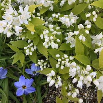 ライムシャンデリアの投稿画像一覧 Greensnap グリーンスナップ ライムシャンデリアの投稿画像一覧 Greensnap グリーンスナップ