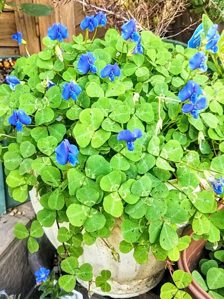ブルークローバーの投稿画像 By 南の風さん 青い花とおうち園芸と おうち園芸 フォトコンテストとお花見シェアと増えすぎとクローバー と花のある暮らしとブルーの花と青い花マニアと池袋で買った植物 月4月27日 Greensnap グリーンスナップ
