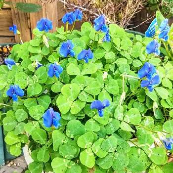 池袋で買った植物の画像 by 南の風さん | エントランスとブルークローバーと青い花とおうち園芸と『おうち園芸』フォトコンテストとお花見シェアと増えすぎとクローバー☆と花のある暮らしとブルーの花と青い花マニアと池袋で買った植物
