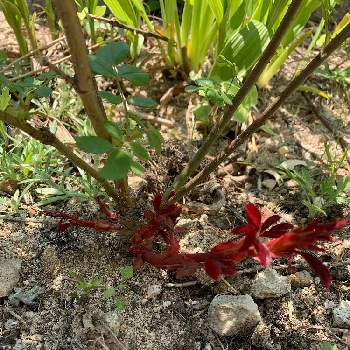 バラ ビオレッタの投稿画像一覧 Greensnap グリーンスナップ