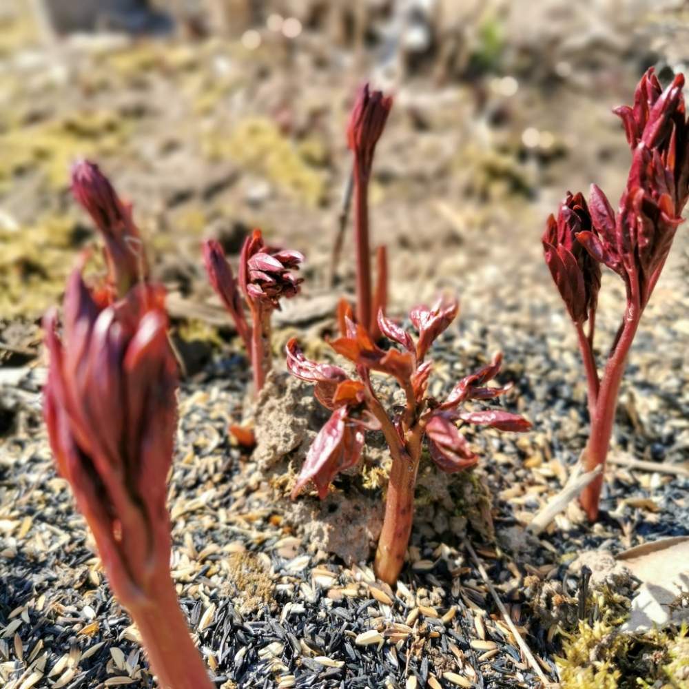 シャクヤクの投稿画像 By Emmaさん 芍薬ドライフラワーと新芽と花のある暮らしと岩手県 月4月27日 Greensnap グリーンスナップ