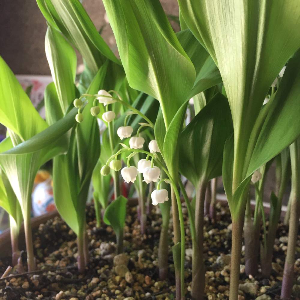 スズランの投稿画像 By 村人uさん ニホンスズランと玄関と植物男子と植物だいすきと愛媛県とおうち園芸と植中毒とガーデニングと花のある暮らしとお花と植物男子と植物だいすきと愛媛県とおうち園芸と植中毒とガーデニングと花のある暮らしとお花 月4月27日