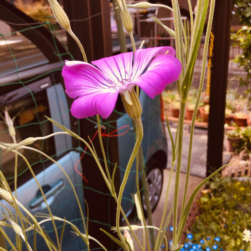 アグロステンマの投稿画像 By 花庭さん アグロステンマ 麦なでしこ と小さな庭と春のガーデニングと大好きとおうち園芸とピンク色の花とナチュラルスタイルとガーデニングと春のガーデニングと大好きとおうち園芸とピンク色の花とナチュラルスタイルと