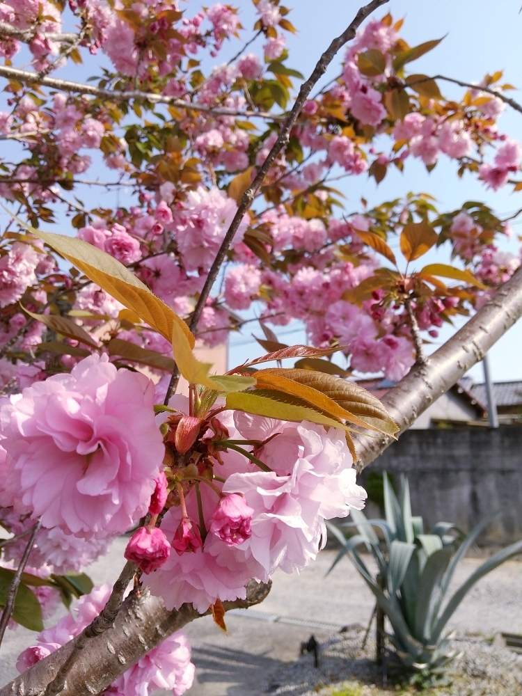 関山桜の投稿画像 By えいきち Gardenさん 関山桜 カンザンザクラとutmeとロックガーデンと露地植えとgs永ちゃん部と新型コロナウィルスに負けるなとにわとおうち園芸と八重桜 と植中毒と庭づくりとユニクロutmeと本日撮影分とえいきち ガーデンと地植えとアガベ Agave