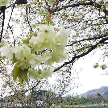 さくら 黄桜の画像 by 荒川散歩さん | お出かけ先とさくら 黄桜とお別れとキレイ☆と田舎と黄色の花とさくら