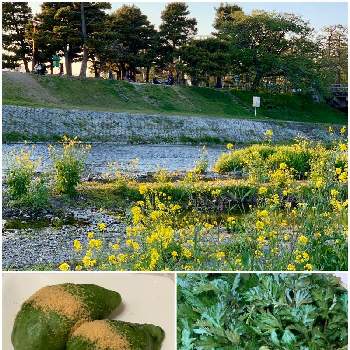 出町柳の投稿画像一覧 Greensnap グリーンスナップ