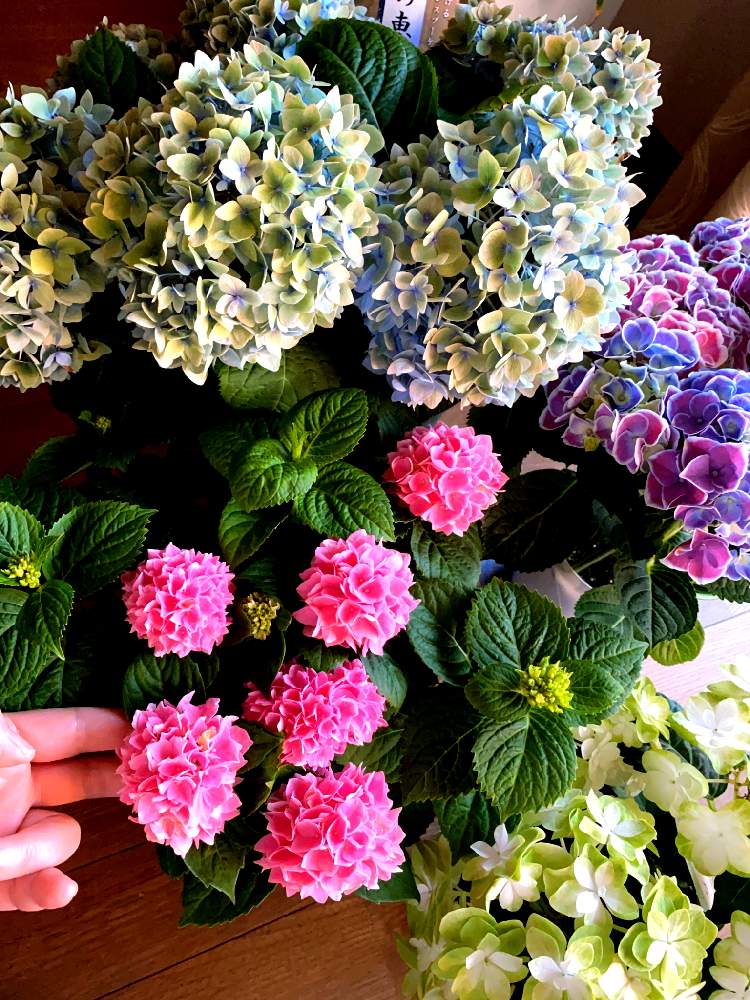 年 購入したアジサイたち Greensnap グリーンスナップ