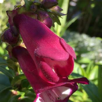 釣鐘型の花の投稿画像一覧 Greensnap グリーンスナップ
