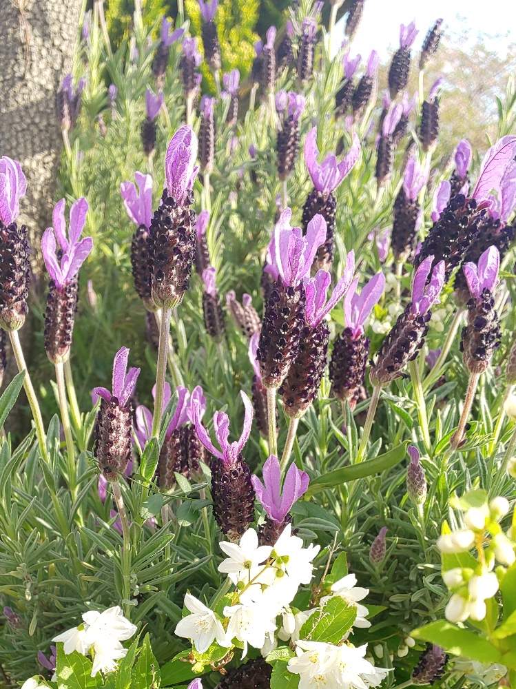 ラベンダーの投稿画像 By ミキさん ヒメウツギとちいさな幸せ と植物だいすきと今日の一枚とラベンダー と姫空木 ヒメウツギ としあわせ とフレンチ ラベンダーと白い花と紫の花としろいはな 月4月28日 Greensnap グリーンスナップ