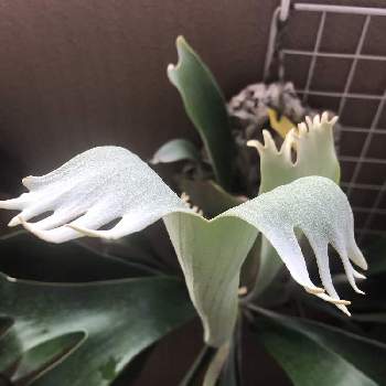 P.bahiaの投稿画像一覧|🍀GreenSnap(グリーンスナップ)