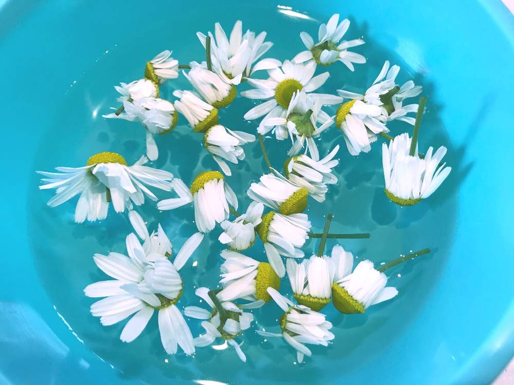 ジャーマンカモミールの投稿画像 By こっちゃんさん ハーブティーと収穫とおうち園芸 月4月28日 Greensnap グリーンスナップ