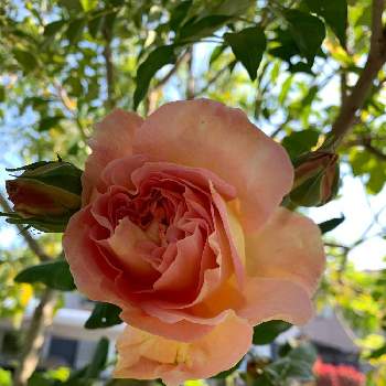 ERアブラハムダービーの画像 by taesaiさん | 小さな庭とばら バラ 薔薇と好きな色と花木とおうち園芸とERアブラハムダービーと花のある暮らしとアブラハムダービー☆とチーム福岡