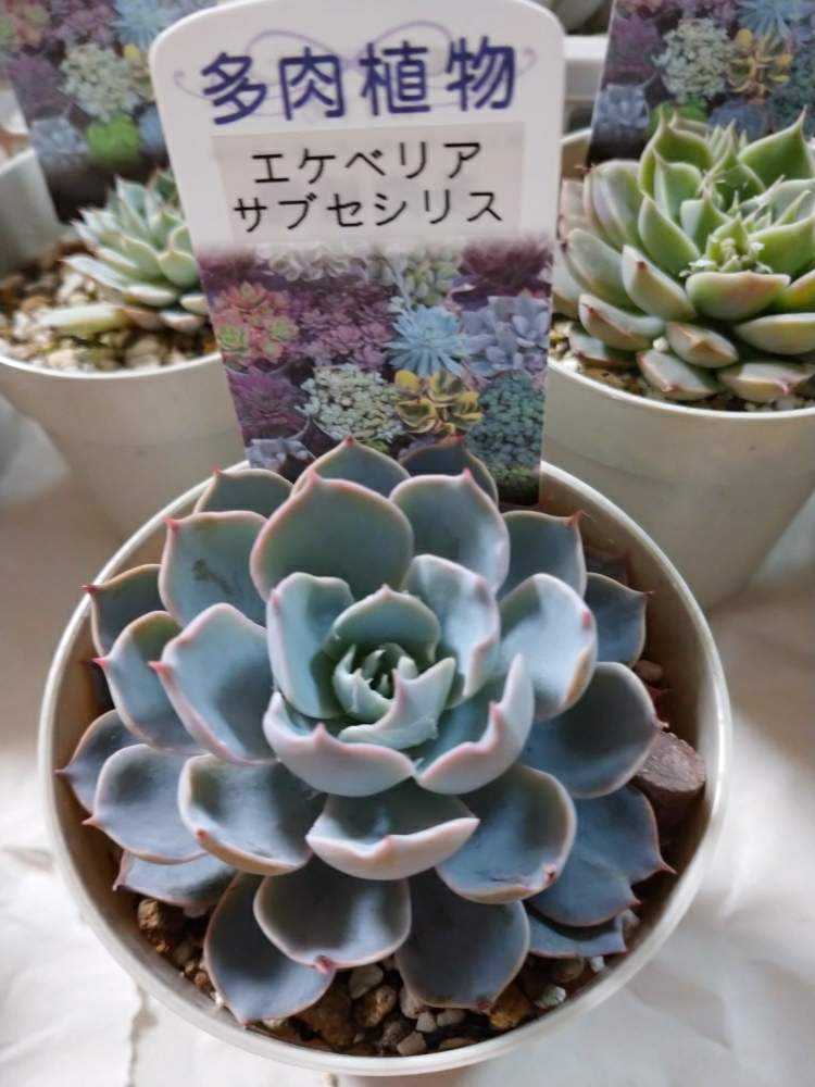 多肉植物　サブセシリス　C 多肉植物 サブセシリス C 【公式通販】