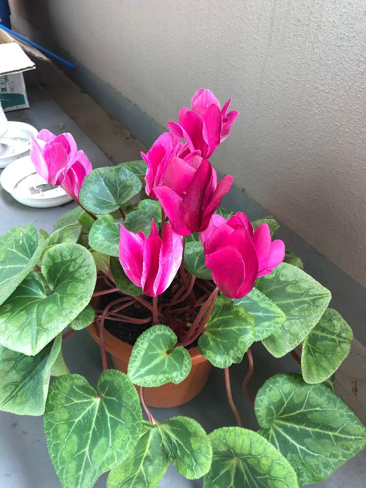 ガーデンシクラメンの投稿画像 By はるちゃんさん 月4月28日 Greensnap グリーンスナップ