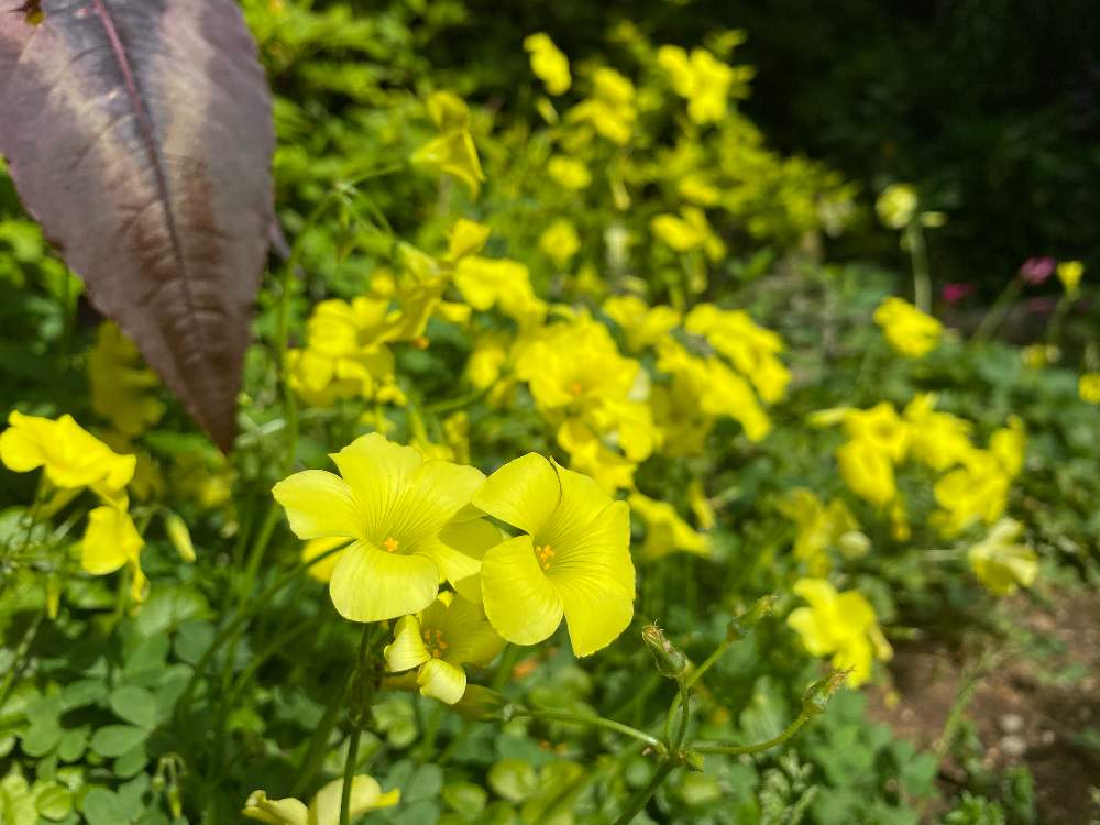 オオキバナ カタバミの投稿画像 By ミニマさん 開花中と植物のある暮らしとおうち園芸と日陰庭と雑草と花のある暮らしと秋冬は暗黒時代とstay Home 月4月28日 Greensnap グリーンスナップ