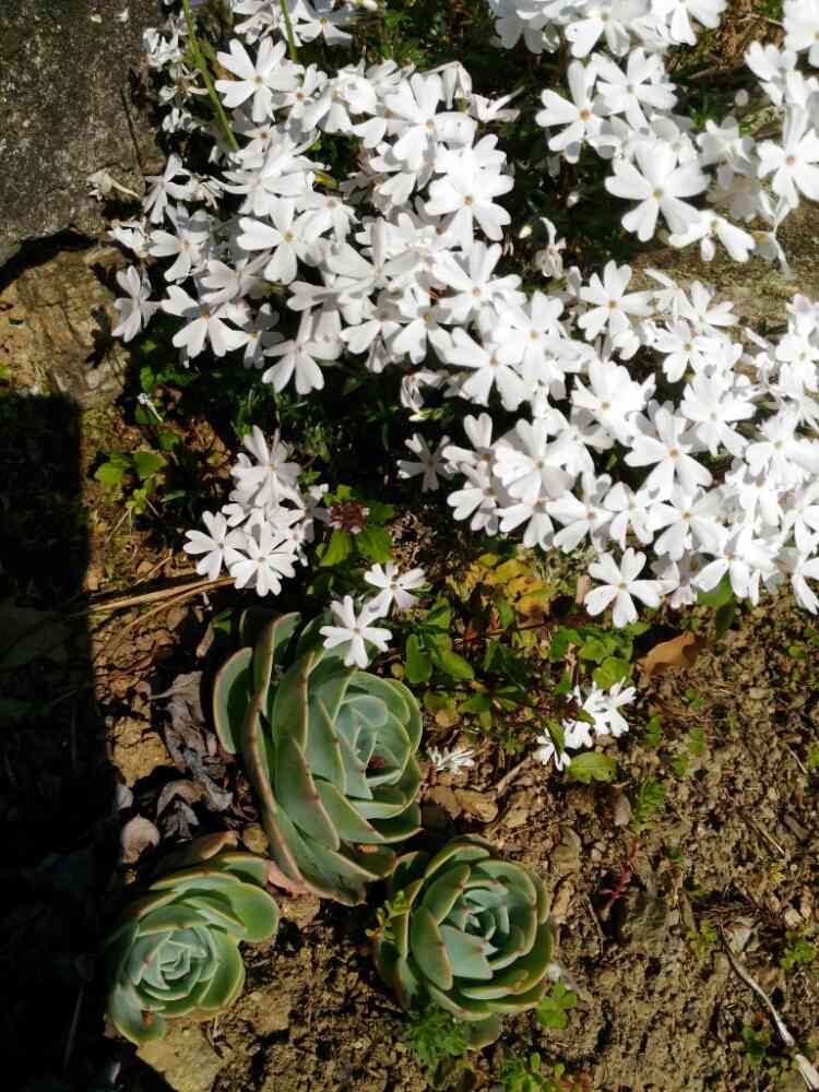 ヤマボウシさんの里山ガーデン（大花壇）への投稿