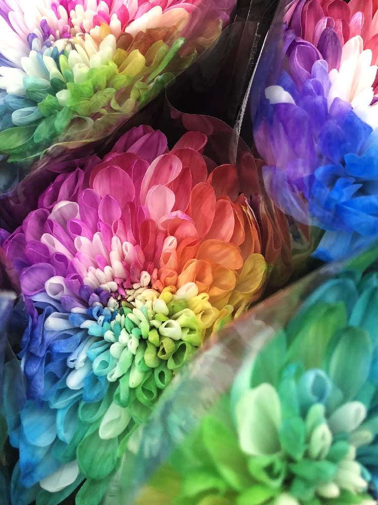 レインボーマムの投稿画像 By Happy Sさん 花のある暮らし 月4月28日 Greensnap グリーンスナップ