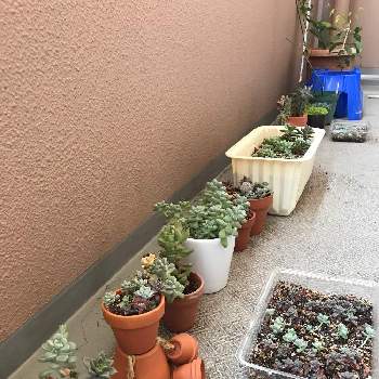 ダイソーの素焼き鉢の投稿画像一覧 Greensnap グリーンスナップ