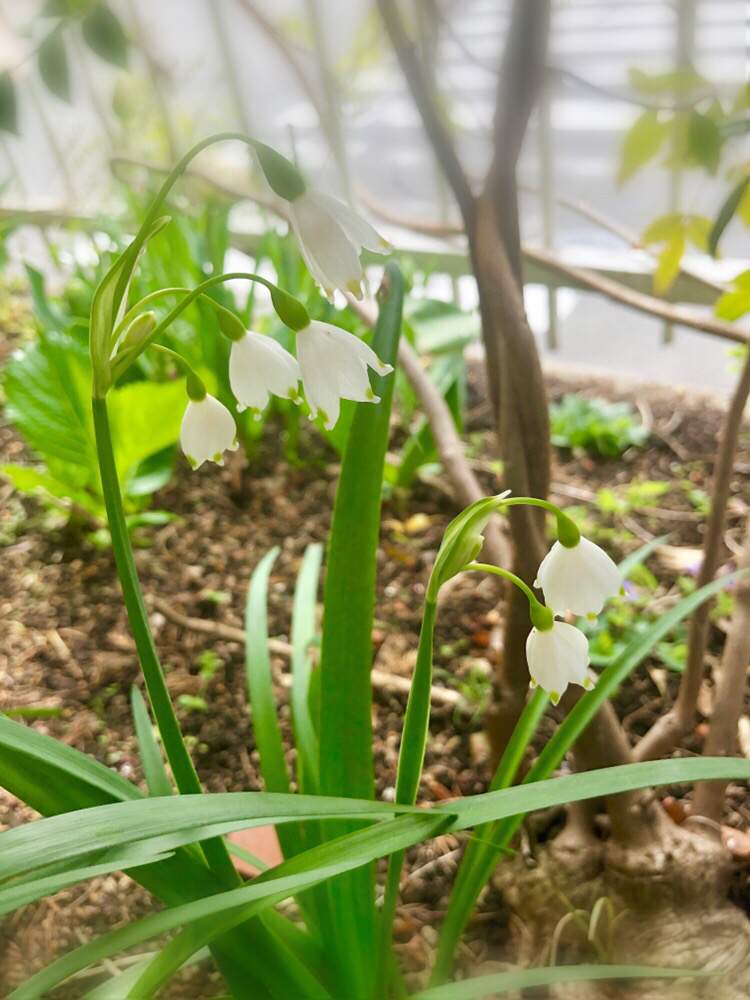 スノーフレークの投稿画像 By そらみさん 春のガーデニングと緑がいっぱいとスノー フレークと自然派と花のある暮らしと自家製野菜 月4月28日 Greensnap グリーンスナップ
