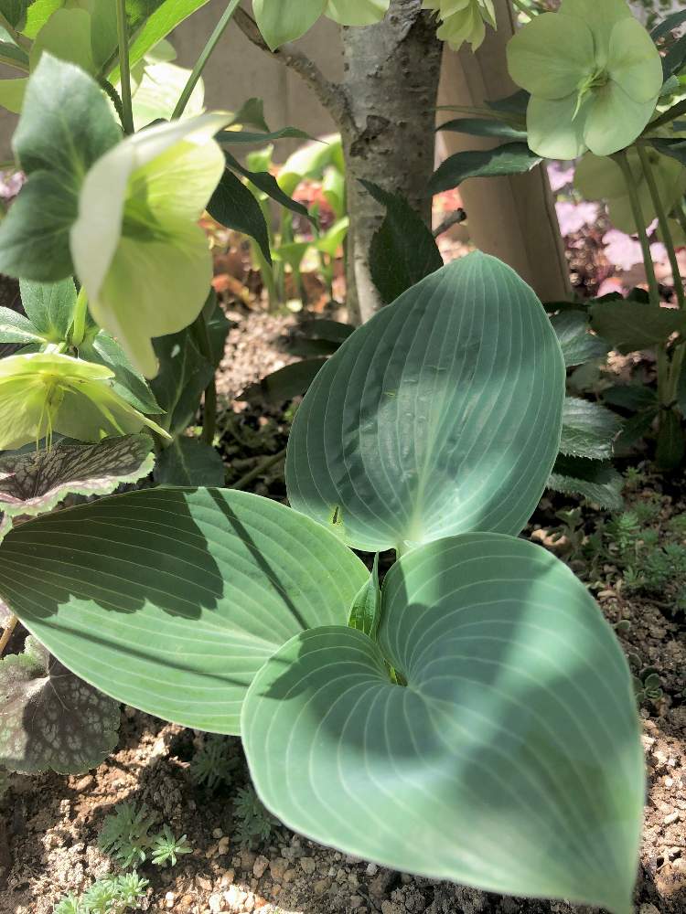 ホスタ ハルシオンの投稿画像 By Chieさん 小さな庭と葉が綺麗とコロナウイルスの終息を願う と新型コロナウィルスに負けるなとホスタ ギボウシと綺麗なミドリとおうち園芸とステイ ホームとホスタと葉が綺麗とコロナウイルスの終息を願う と新型コロナウィルスに