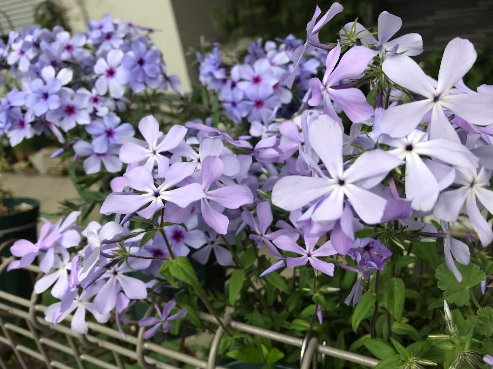 いい香りの投稿画像 By ぴーのたんさん 青い花と青系の花とハナシノブ科 月4月28日 Greensnap グリーンスナップ
