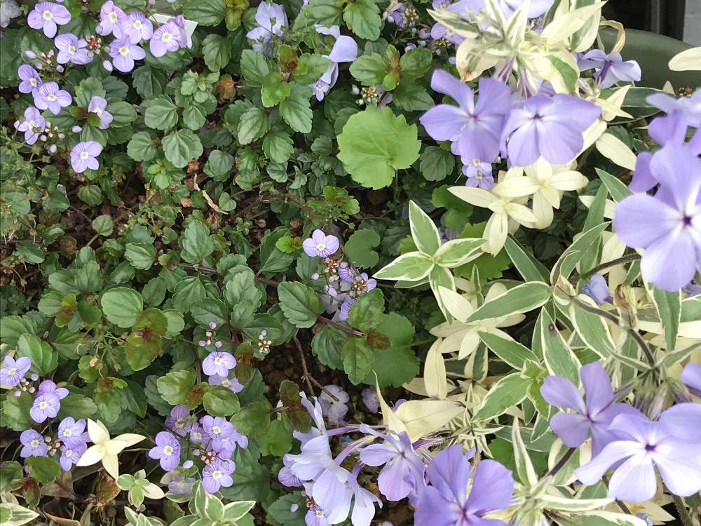 青い花の投稿画像 By ぴーのたんさん 青系の花とハナシノブ科とベロニカ 月4月28日 Greensnap グリーンスナップ