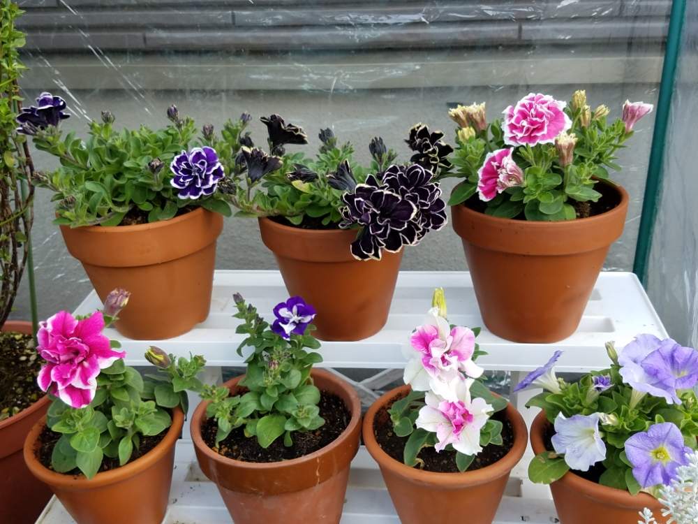 自家栽培植物の投稿画像 By ハンナさん おうち園芸と花衣 黒真珠と鉢植えとペチュニア と花のある暮らしと藍染と花衣 紅水晶 月4月28日 Greensnap グリーンスナップ