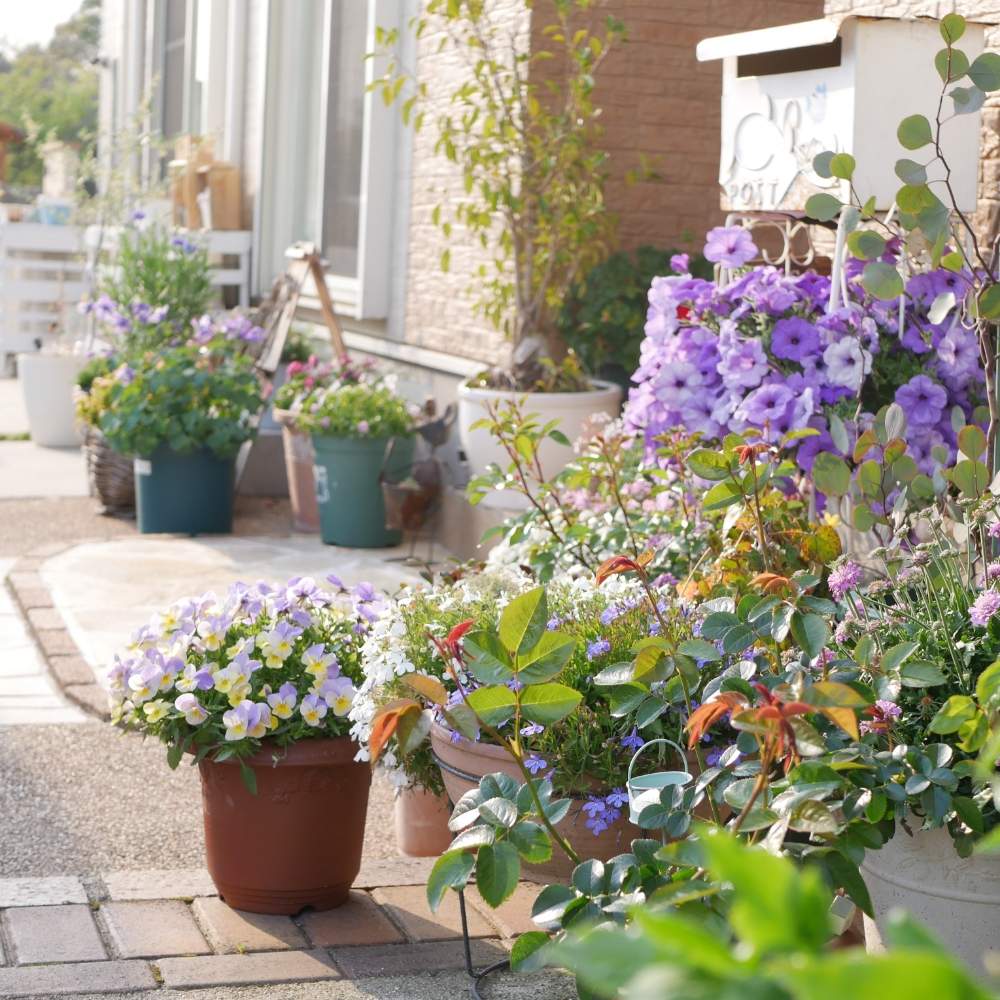 玄関の投稿画像 By 花畑さん 庭のお花と春のガーデニングと癒し とno Green No Lifeとおうち園芸と花のある暮らしとstay Homeと受賞作品と庭のお花と春のガーデニングと癒し とno Green No Lifeとおうち園芸と花のある暮らしとstay Home 月4月28日