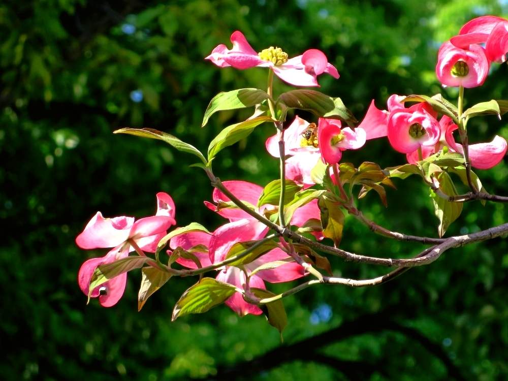 ハナミズキの投稿画像 By ぺこりん さん 公園の樹木とピンクの花と樹木の花と樹木と公園とgs映えとgs日和ときれいと散歩とボタニカルスポットとおでかけ先ときれいな色とかわいいとお散歩とかわいいな とお出かけ先にて 2020月4月28日 Greensnap グリーンスナップ