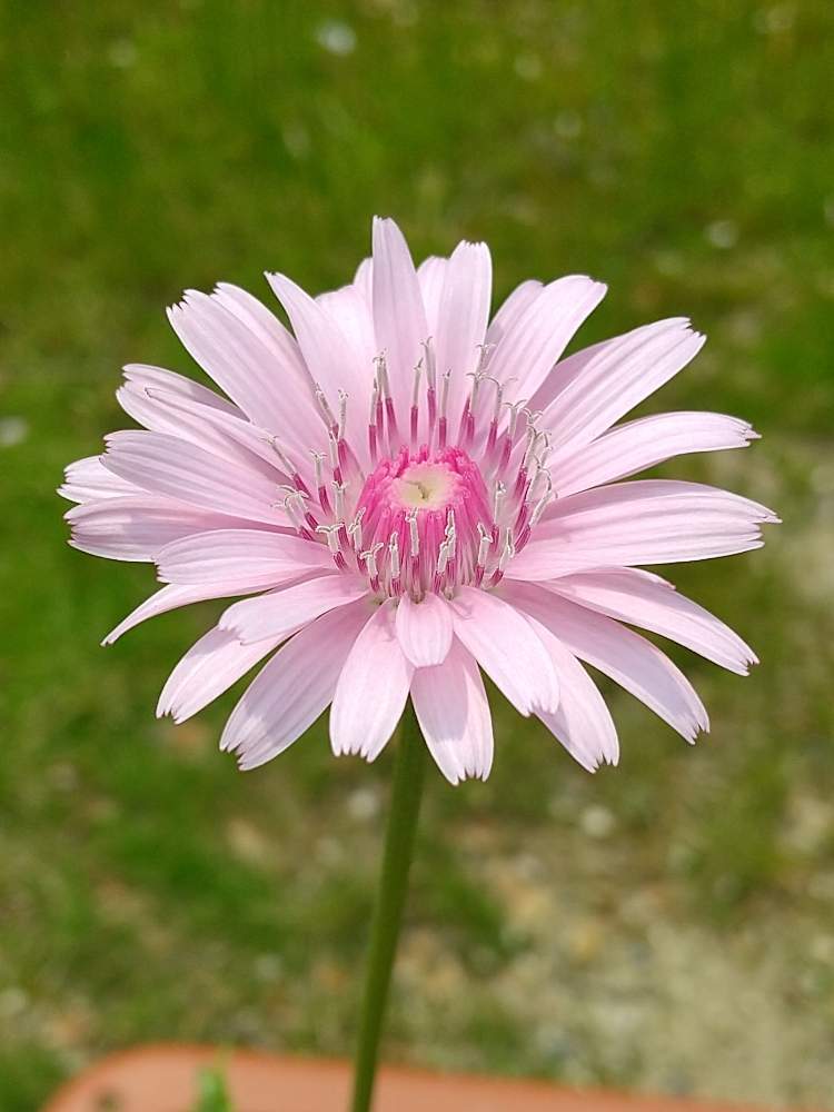 モモイロタンポポの投稿画像 By ｙｕ ｙｕさん お花大好き とピンクの花と桃色タンポポと花のある暮らしとお花 月4月28日 Greensnap グリーンスナップ