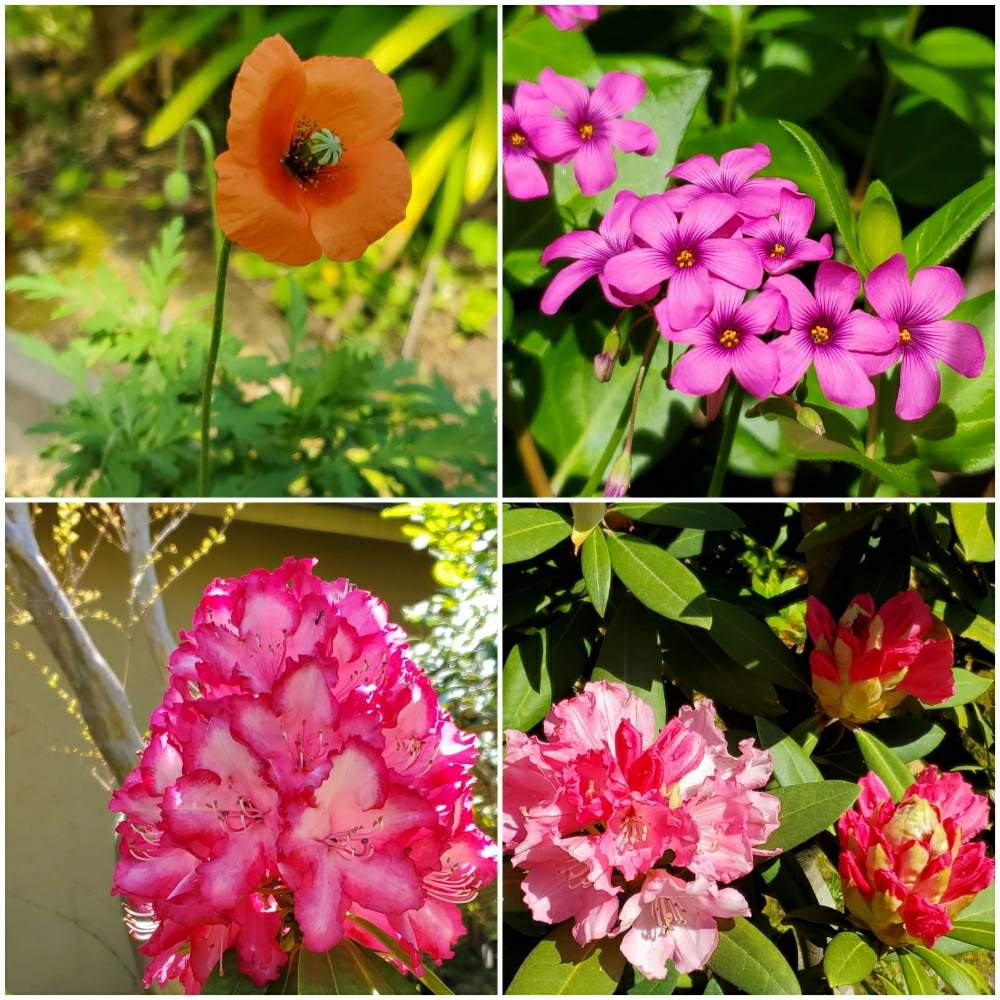 シャクナゲの投稿画像 By ユカリさん ナガミヒナゲシとイモカタバミと西洋シャクナゲと日本シャクナゲとチーム石川 月4月28日 Greensnap グリーンスナップ