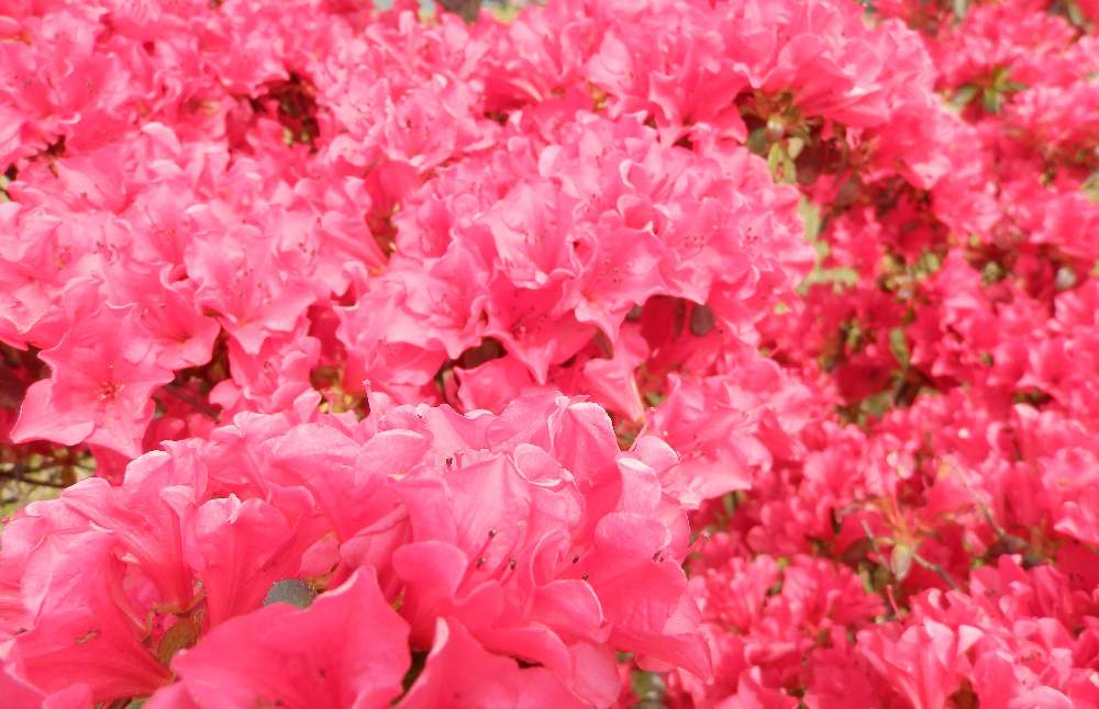 赤いヤマツツジの投稿画像 By つわぶきさん 花のある暮らしと山ツツジのお花 月4月28日 Greensnap グリーンスナップ
