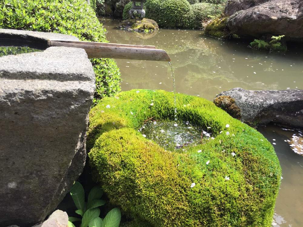 お出かけ先の投稿画像 By Hanahiroさん 日本庭園とコケ植物と苔 こけ とこけこけと日本庭園とコケ植物と苔 こけ とこけこけ 月4月28日 Greensnap グリーンスナップ Greensnap グリーンスナップ