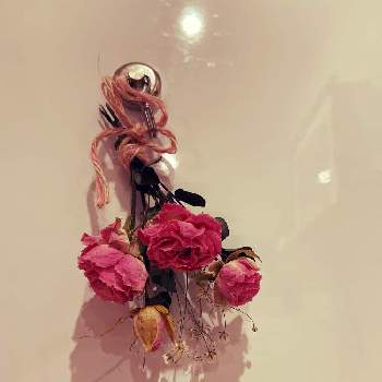 薔薇 ドライフラワーの画像 by msbさん | インテリアとバラとミニバラと薔薇 ドライフラワー