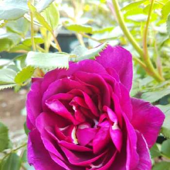 薔薇ビオレッタの投稿画像一覧 Greensnap グリーンスナップ