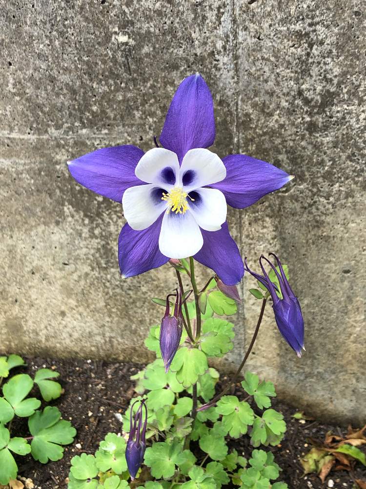 オダマキ キリガミの投稿画像 By Hitominnさん 初心者とおうち園芸とガーデニング初心者と花のある暮らしと宿根 多年草と庭の宿根草 月4月28日 Greensnap グリーンスナップ