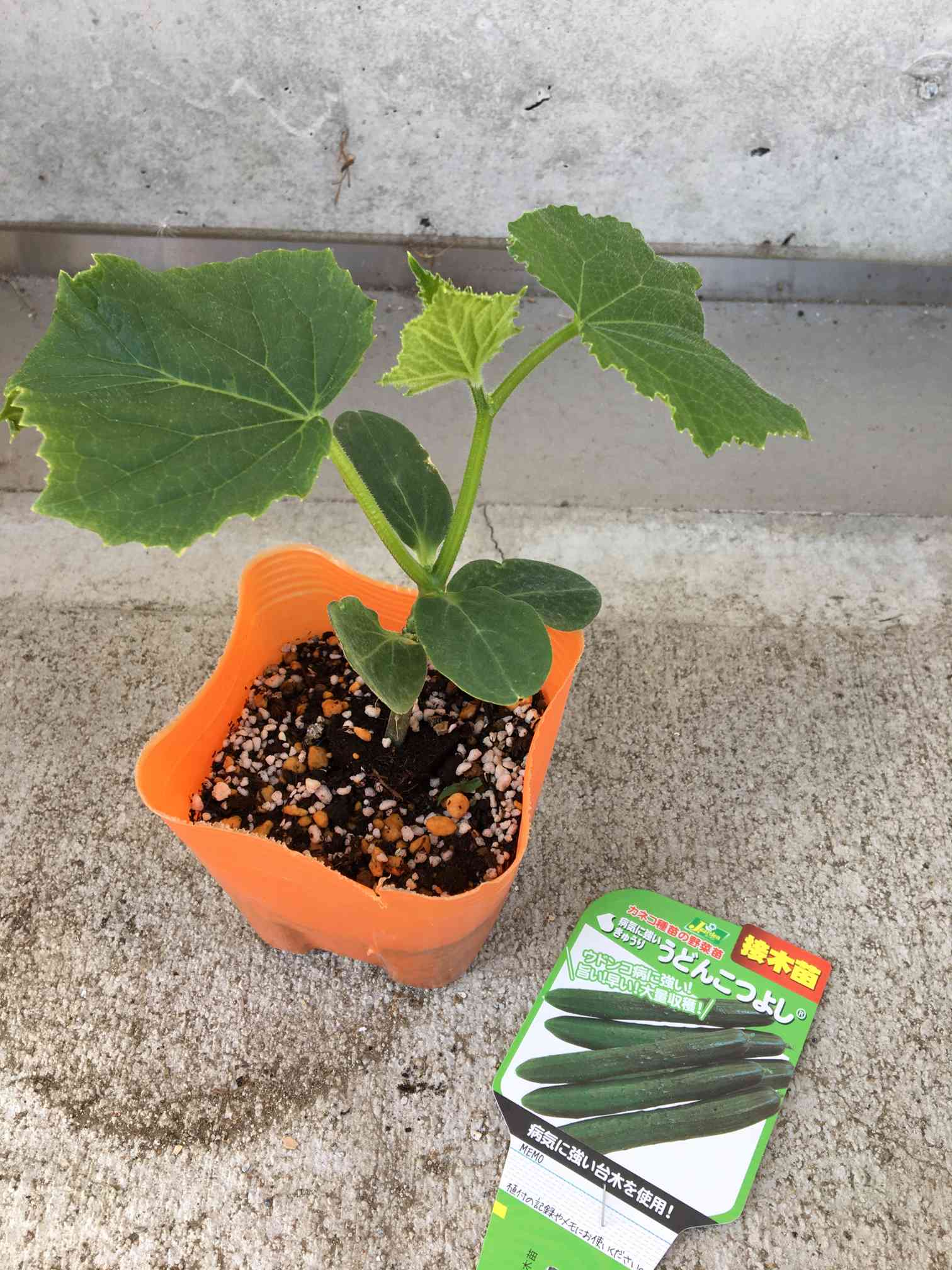 うどんこつよし キュウリ｜🍀GreenSnap（グリーンスナップ）