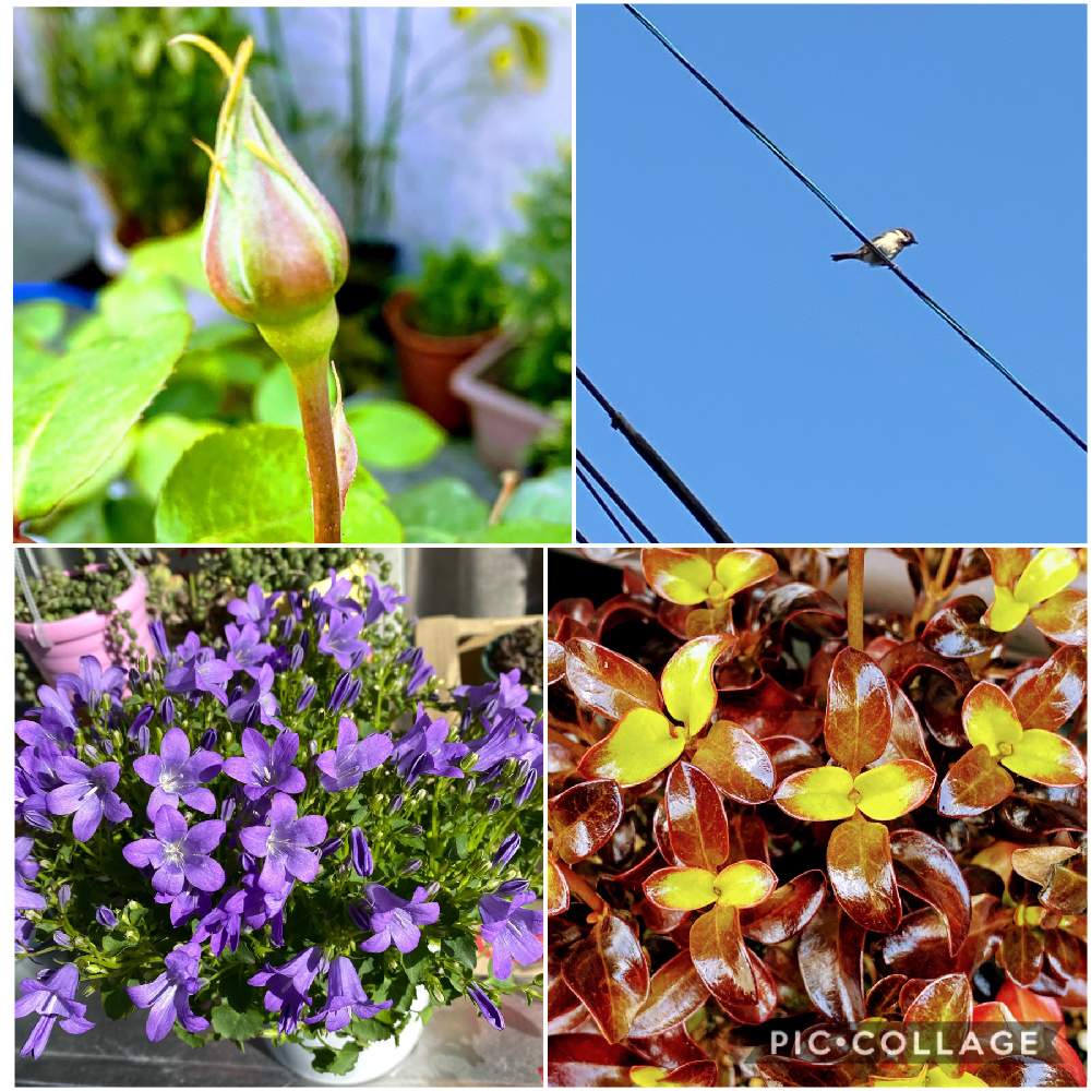 ベルフラワーの投稿画像 By 恵さん コプロスマ 月4月29日 Greensnap グリーンスナップ