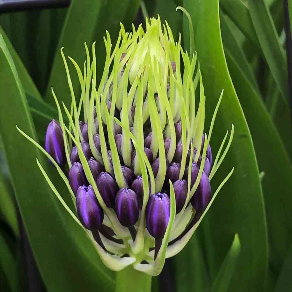 シラー・ペルビアナの観察｜?GreenSnap（グリーンスナップ）
