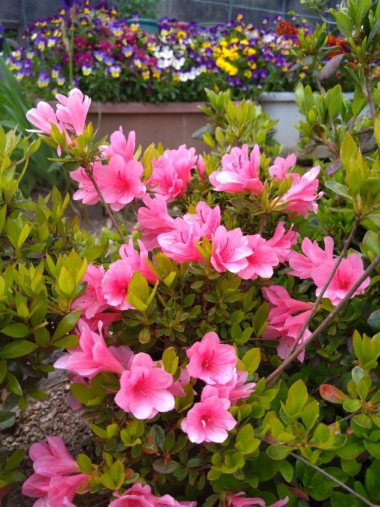 ツツジの投稿画像 By Hanabiraさん 庭の花と可愛い花と季節の花と花のある暮らしと地植え 月4月29日 Greensnap グリーンスナップ