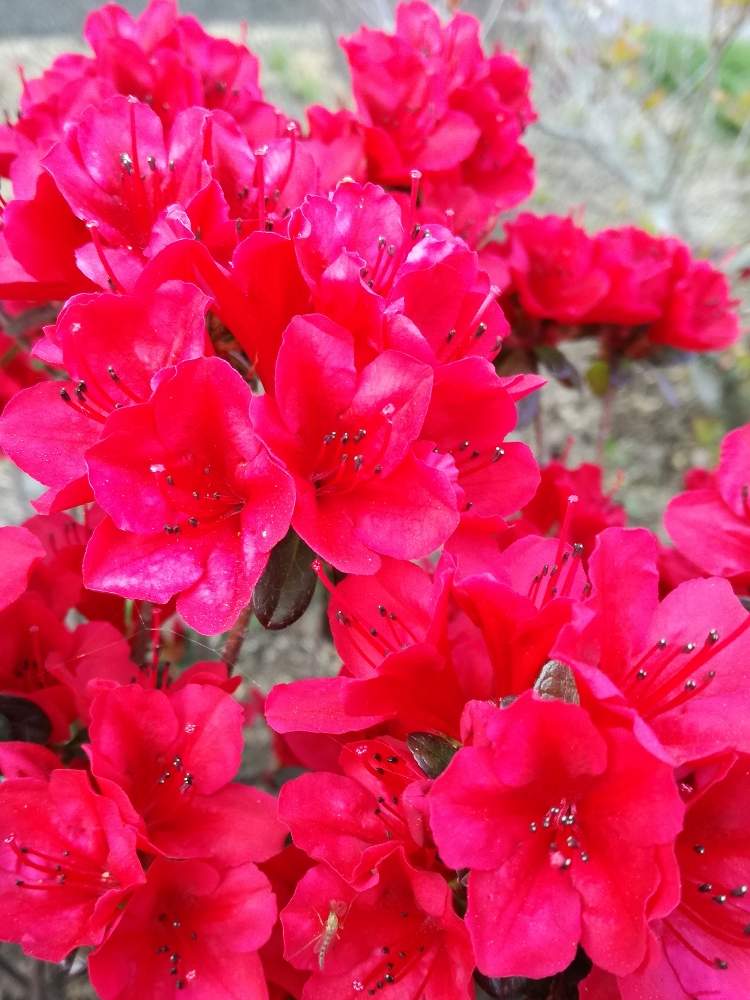 広い庭の投稿画像 By 浪平さん ツツジと赤い花 と ツツジと赤い花 月4月29日 Greensnap グリーンスナップ Greensnap グリーンスナップ