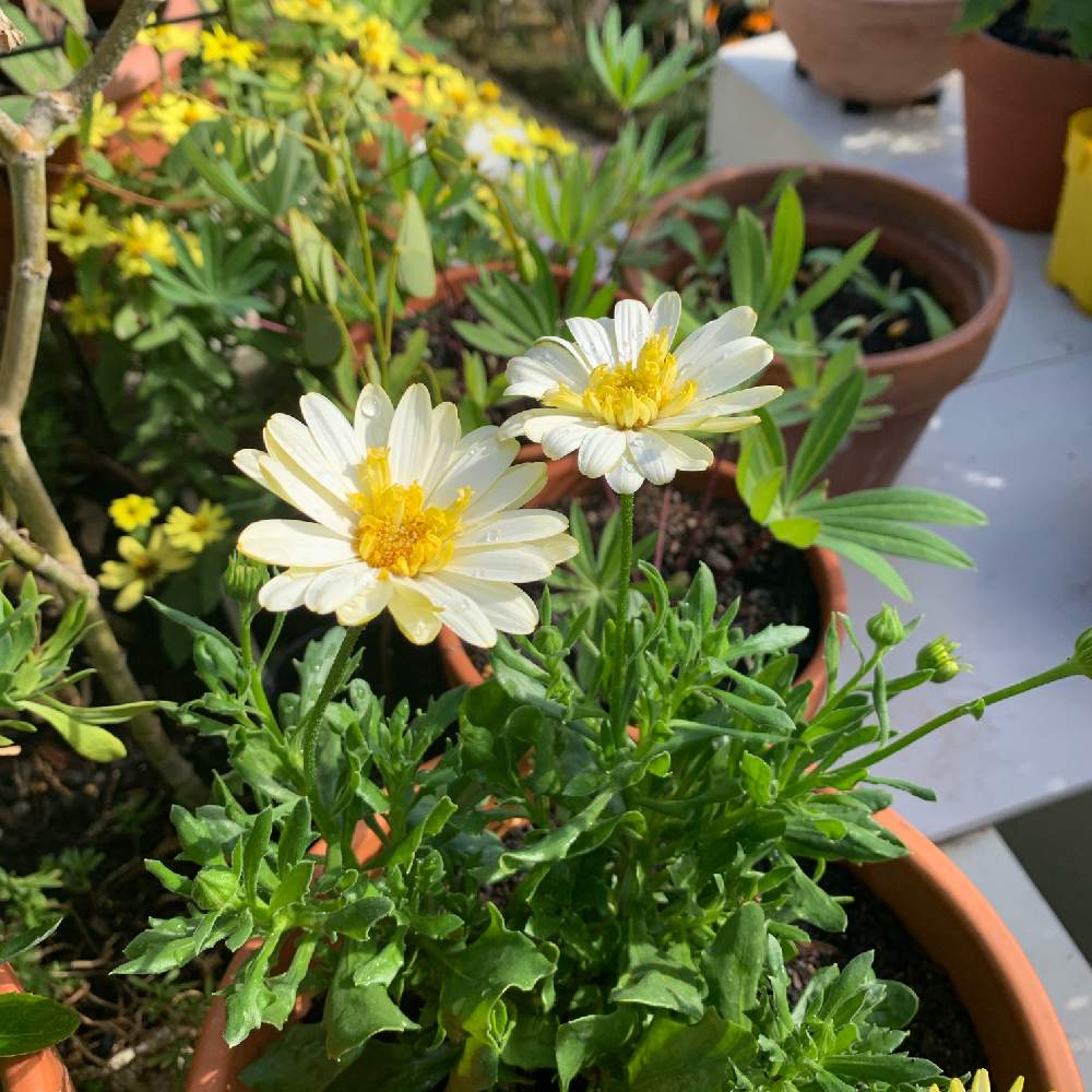 オステオスペルマムの投稿画像 By Chiekittaさん オステオスペルマム 八重咲き ダブルとテラスとオーストラリアときいろいお花とaustraliaとsydneyとオーストラリアときいろいお花とaustraliaとsydney 月4月29日 Greensnap グリーンスナップ Greensnap オステオスペルマムの投稿画像 By Chiekittaさん オステオスペルマム 八重咲き ダブルとテラスとオーストラリアときいろいお花とaustraliaとsydneyとオーストラリアときいろいお花とaustraliaとsydney 月4月29日 Greensnap グリーンスナップ Greensnap