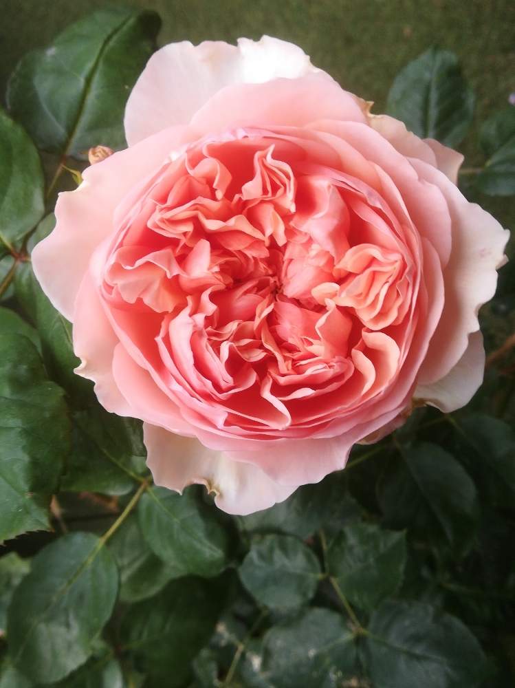 バラ エブリンの投稿画像 By るるさん ばら バラ 薔薇と薔薇に魅せられてと綺麗と可愛いとガーデニングと花のある暮らしと薔薇 とかわいいな とバラ ミニバラと水曜ローズショーと鉢植えとおうち園芸 月4月29日 Greensnap グリーンスナップ