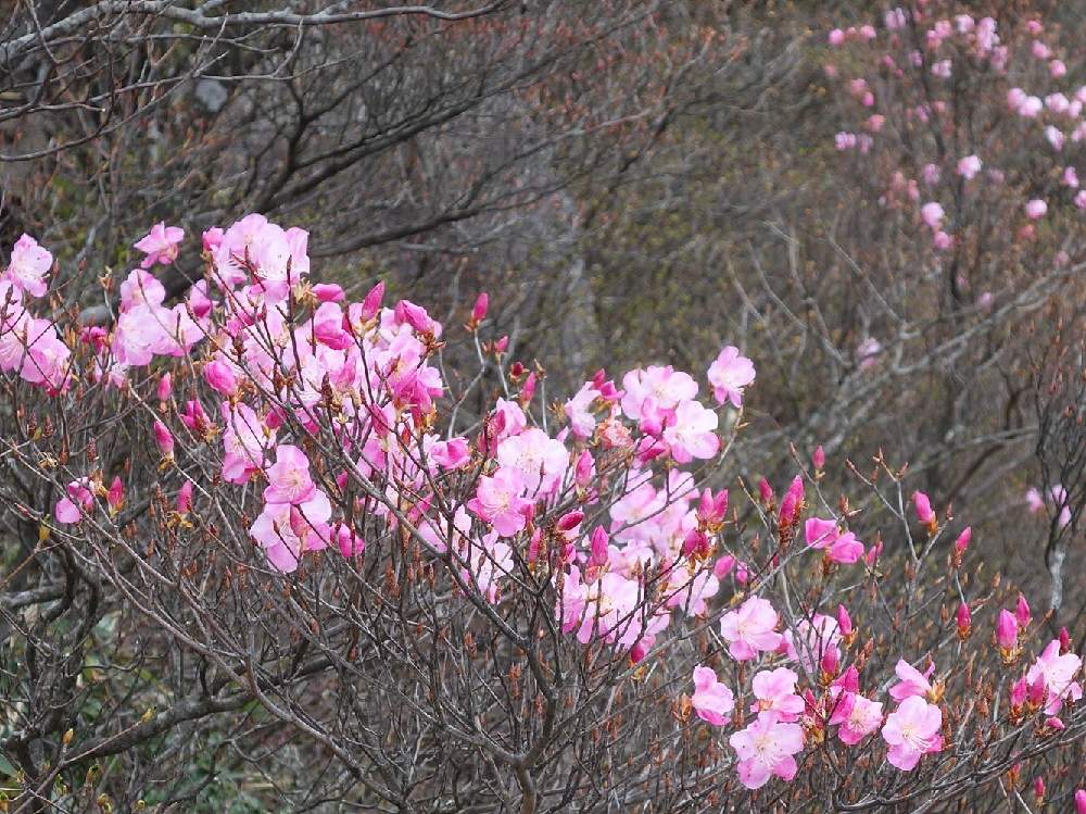 花木の投稿画像 By Haruさん 高山植物 とツツジ科と落葉低木と御在所岳とアカヤシオの花と花木と高山植物 とツツジ科と落葉低木と御在所岳とアカヤシオ の花 月4月29日 Greensnap グリーンスナップ Greensnap グリーンスナップ