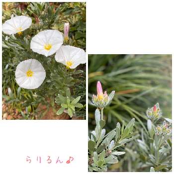 コンボルブルス クネオルム の投稿画像一覧 Greensnap グリーンスナップ