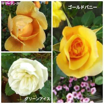 薔薇サマーソングの画像 by メリーさん | 小さな庭とグリーンアイス薔薇とおうち園芸とゴールドバニー薔薇と鉢植えと花のある暮らしと薔薇サマーソング