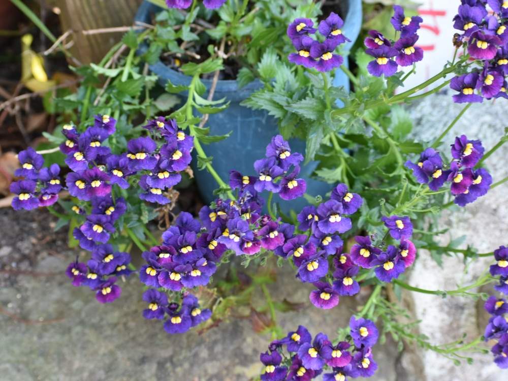 紫色の投稿画像 By 生き物好きさん 紫色の花とオシャレな店 月4月29日 Greensnap グリーンスナップ
